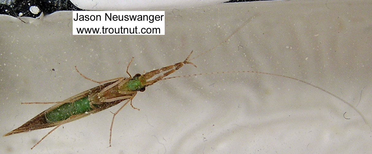 Triaenodes Caddisfly Adult from unknown in Wisconsin