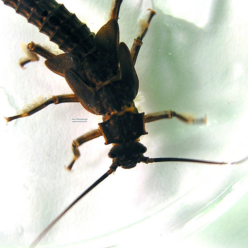 Pteronarcys dorsata (Giant Black Stonefly) Stonefly Nymph from the Namekagon River in Wisconsin