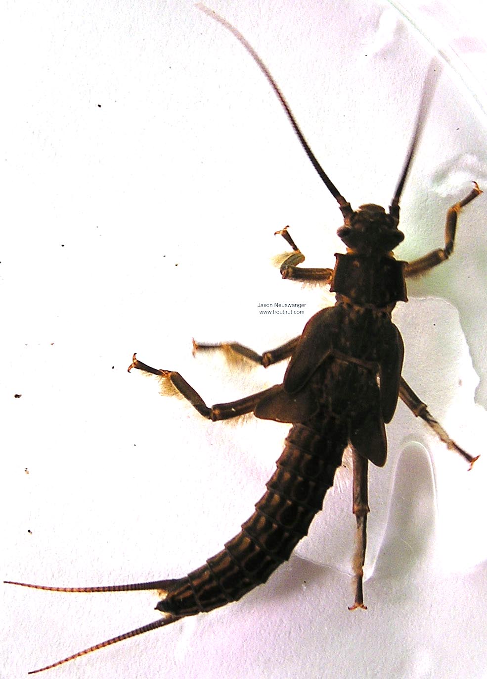 Pteronarcys dorsata (Giant Black Stonefly) Stonefly Nymph from the Namekagon River in Wisconsin