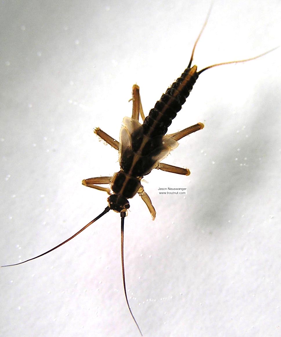Taeniopteryx (Early Black Stoneflies) Stonefly Nymph from the Namekagon River in Wisconsin
