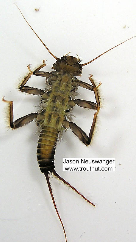 Acroneuria lycorias (Golden Stone) Stonefly Nymph from the Namekagon River in Wisconsin
