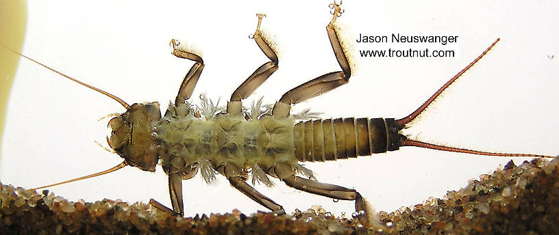 Acroneuria lycorias (Golden Stone) Stonefly Nymph from the Namekagon River in Wisconsin