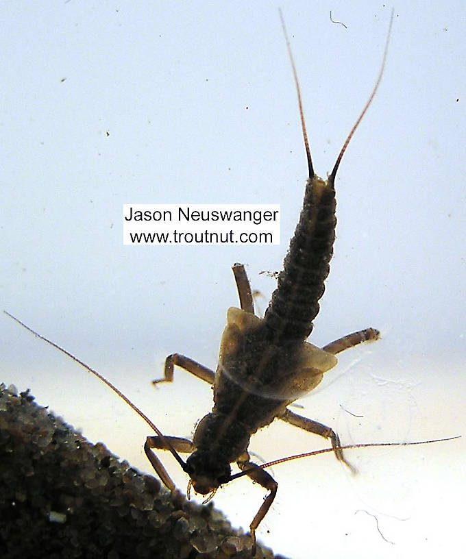 Taeniopteryx (Early Black Stoneflies) Stonefly Nymph from unknown in Wisconsin