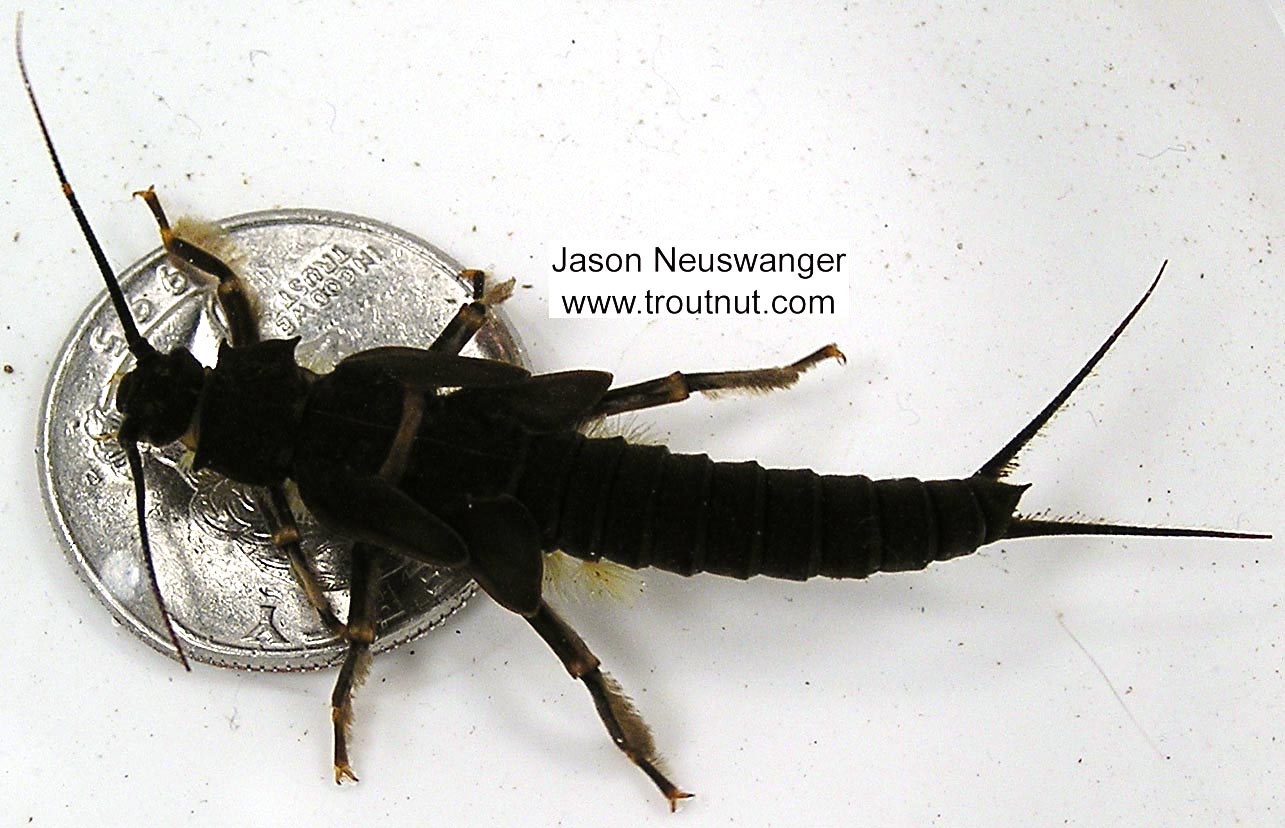 The quarter below the nymph in this picture gives an idea of its size.  Pteronarcys dorsata (Giant Black Stonefly) Stonefly Nymph from the Namekagon River in Wisconsin