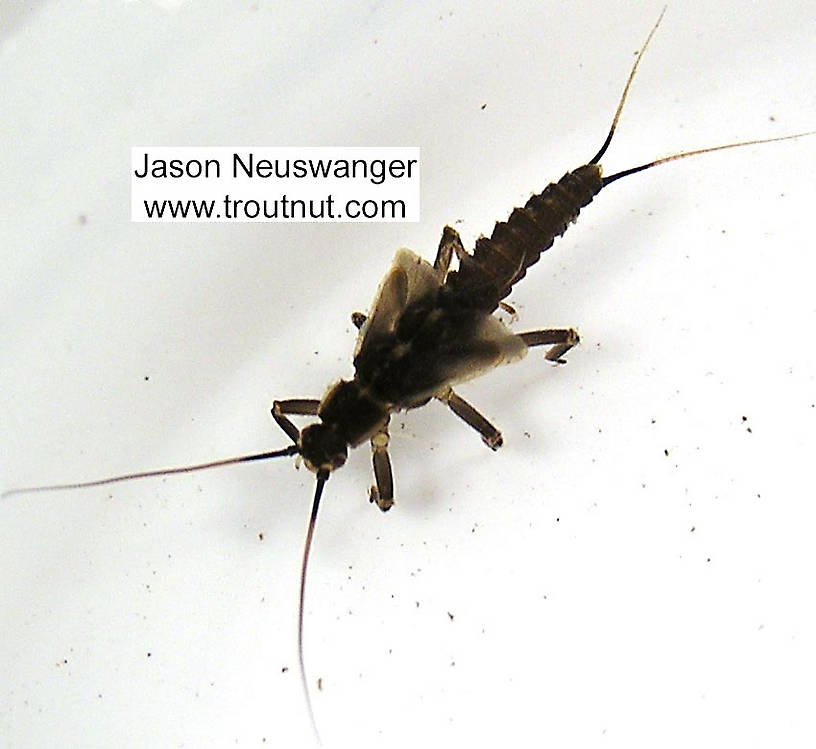 Taeniopteryx (Early Black Stoneflies) Stonefly Nymph from unknown in Wisconsin