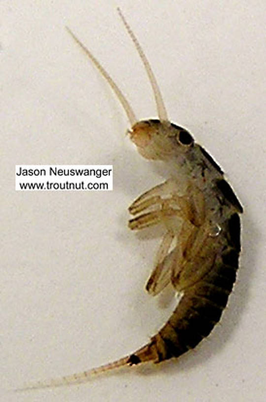 Perlidae (Golden Stones) Stonefly Nymph from unknown in Wisconsin