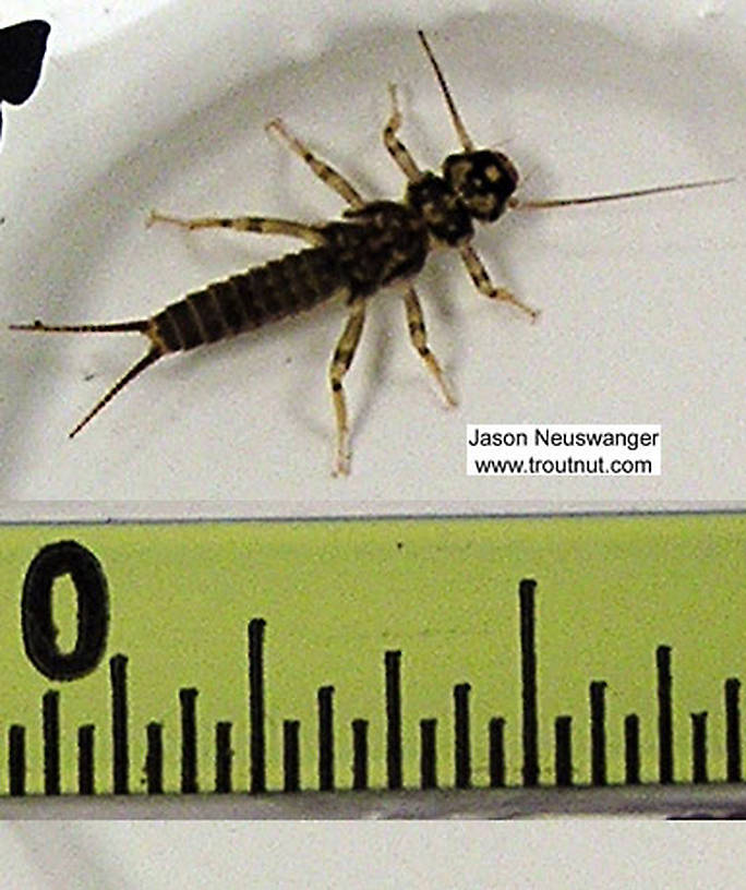 Isoperla (Stripetails and Yellow Stones) Stonefly Nymph from unknown in Wisconsin