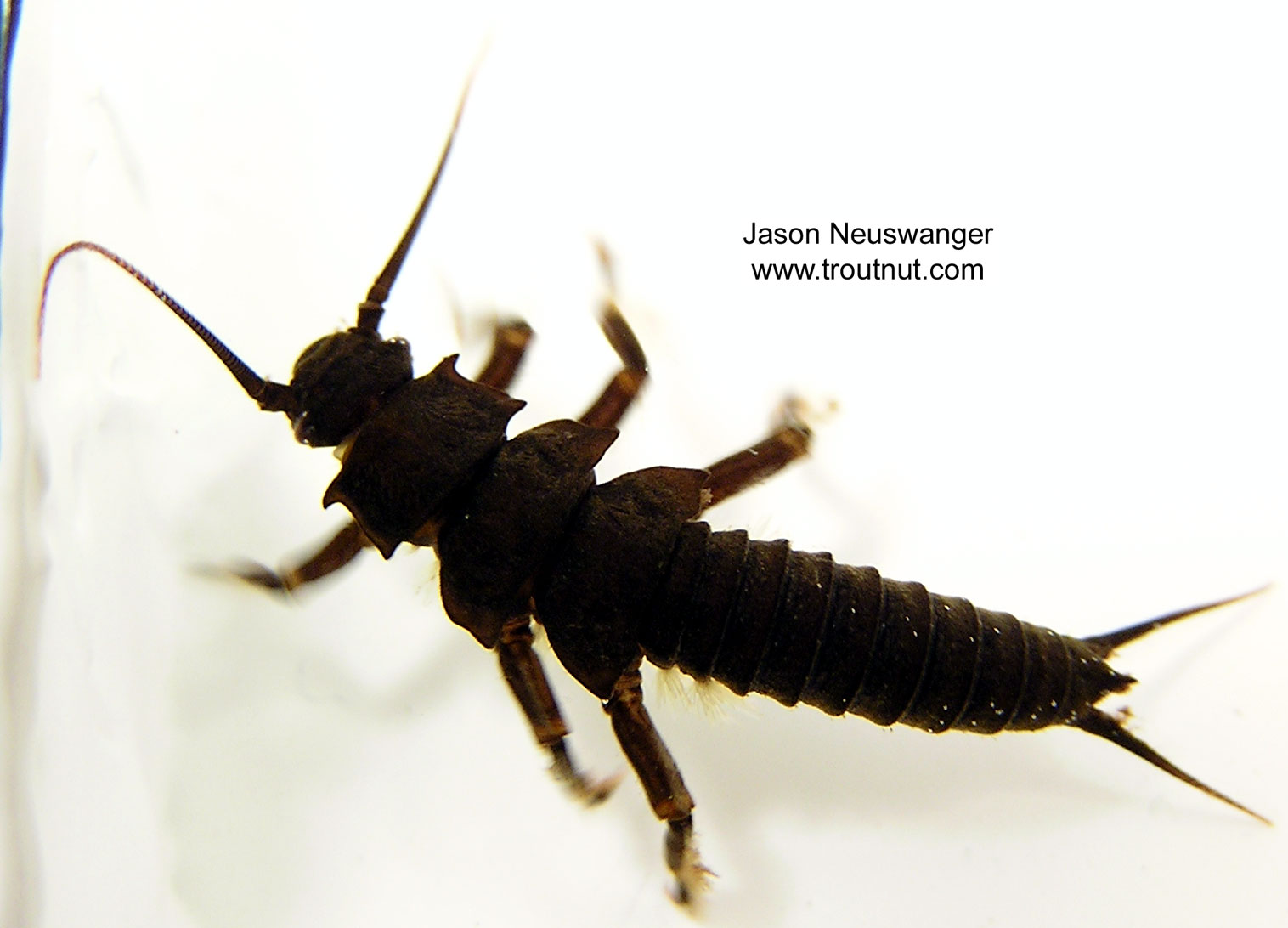 Pteronarcys dorsata (Giant Black Stonefly) Stonefly Nymph from unknown in Wisconsin