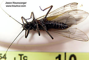 Female Strophopteryx fasciata (Mottled Willowfly) Stonefly Adult