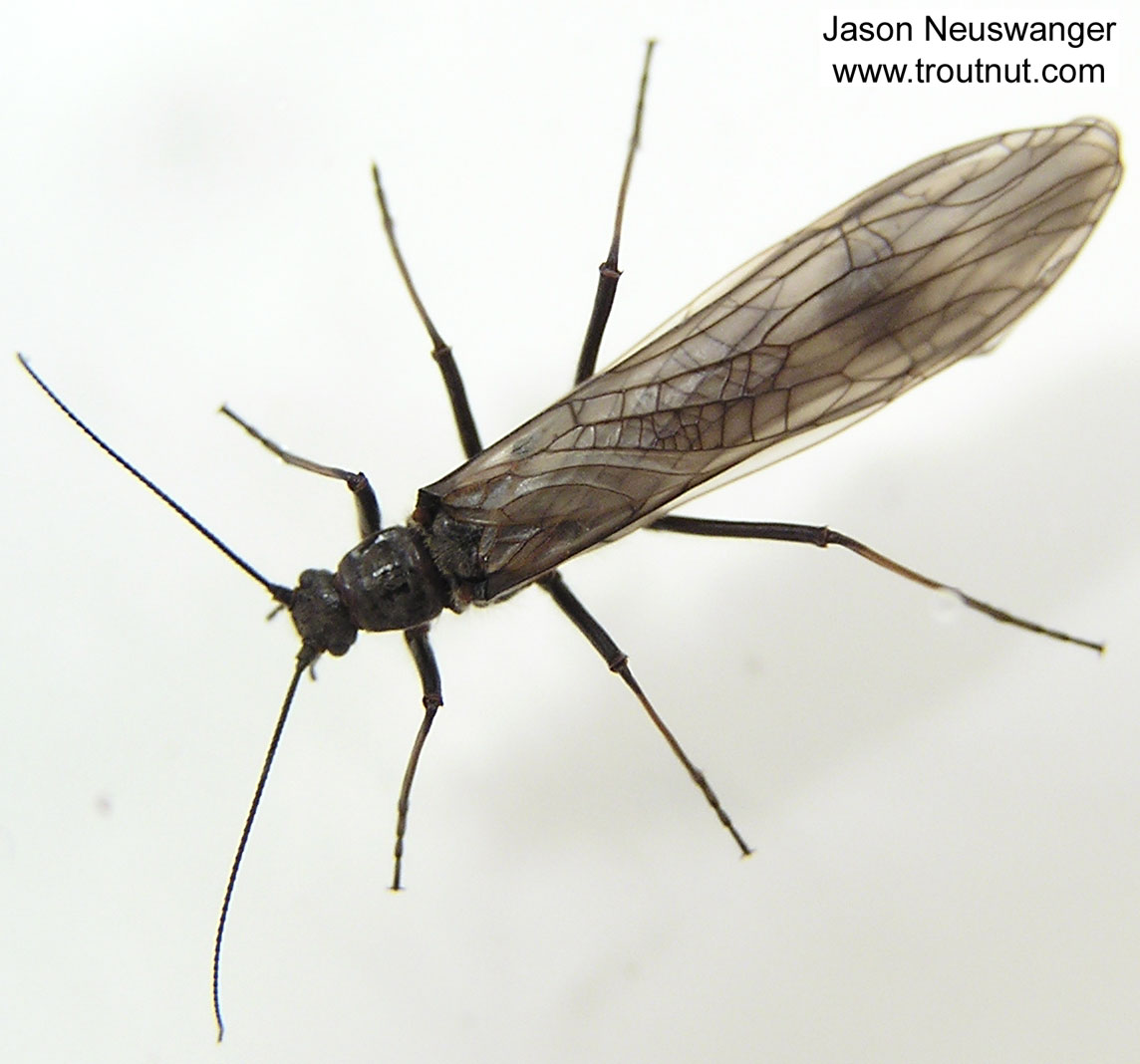 Female Strophopteryx fasciata (Mottled Willowfly) Stonefly Adult from the Namekagon River in Wisconsin