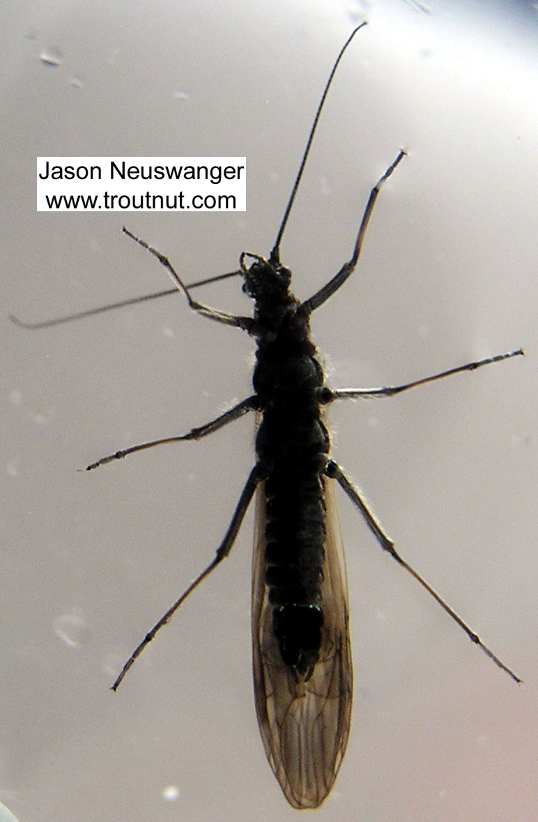 Female Strophopteryx fasciata (Mottled Willowfly) Stonefly Adult from the Namekagon River in Wisconsin