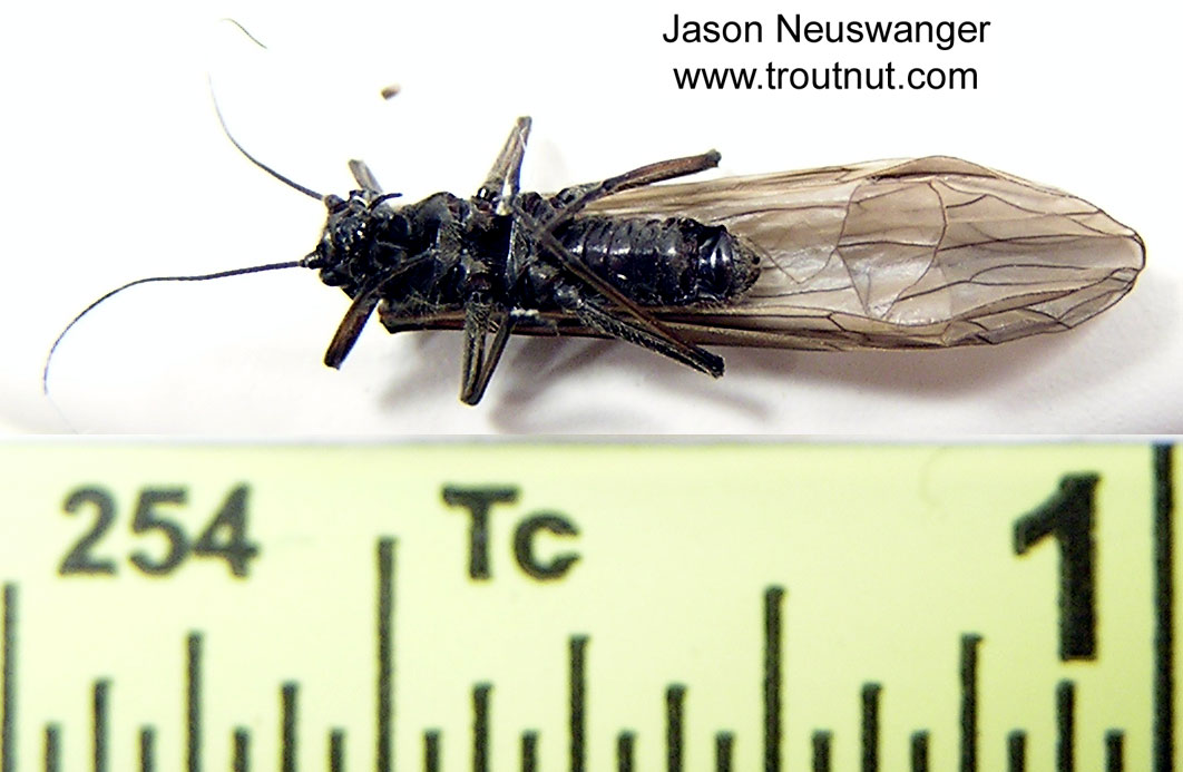 Male Strophopteryx fasciata (Mottled Willowfly) Stonefly Adult from the Namekagon River in Wisconsin