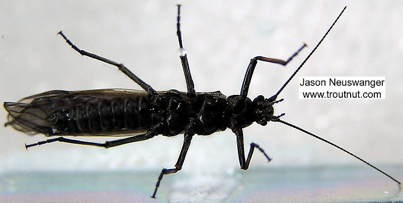 Male Strophopteryx fasciata (Mottled Willowfly) Stonefly Adult from the Namekagon River in Wisconsin