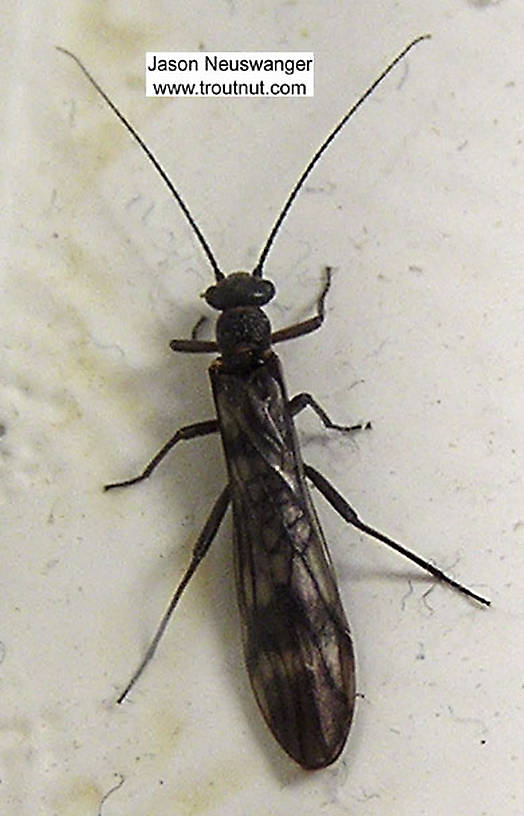 Plecoptera (Stoneflies) Stonefly Nymph from the Namekagon River, below Lake Hayward in Wisconsin