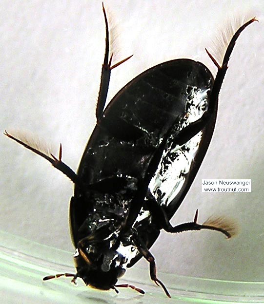 Hydrophilidae (Giant Water Scavenger Beetles) Beetle Adult from the Namekagon River in Wisconsin