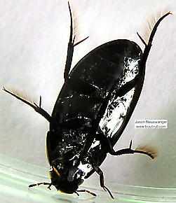 Hydrophilidae (Giant Water Scavenger Beetles) Beetle Adult