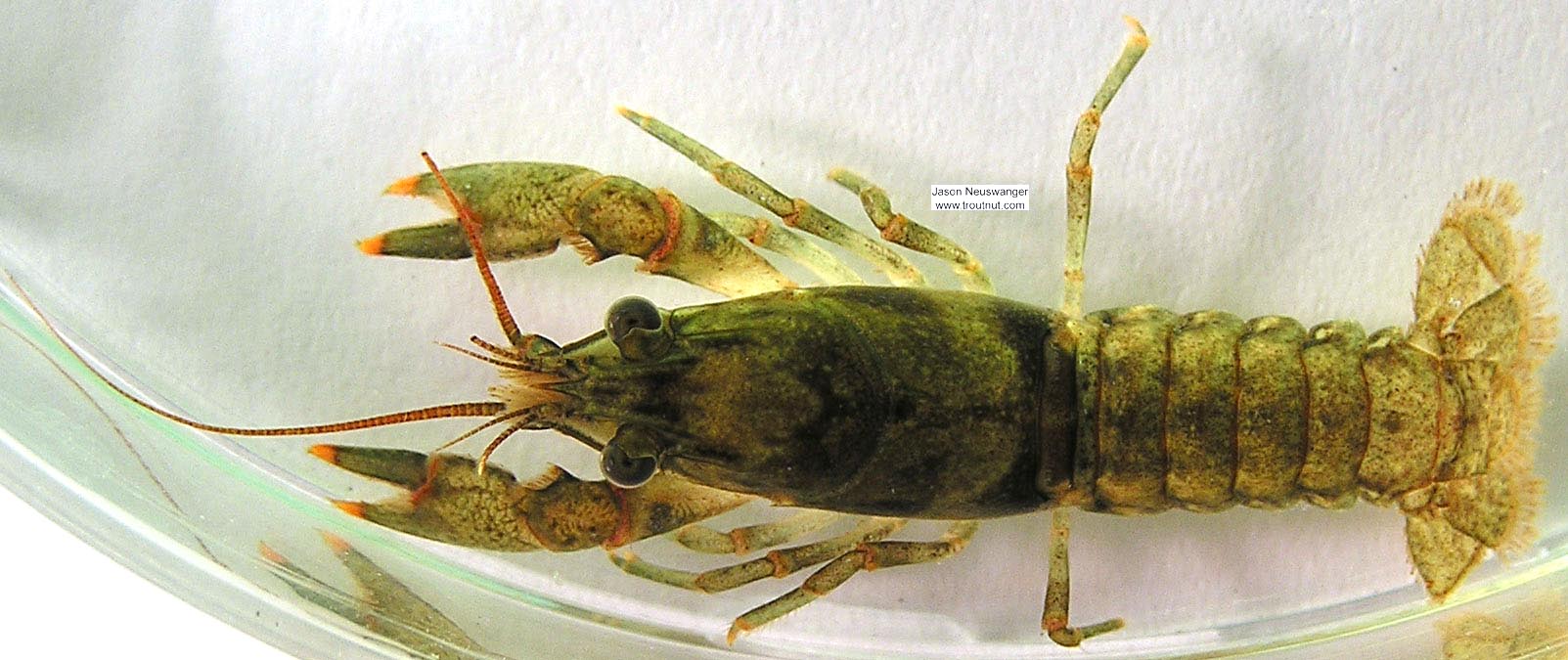 Cambaridae Crayfish Juvenile from the Namekagon River in Wisconsin
