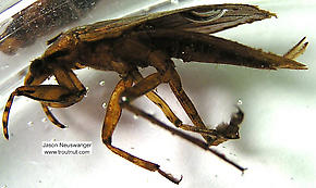 Belostoma flumineum (Electric Light Bug) Giant Water Bug Adult