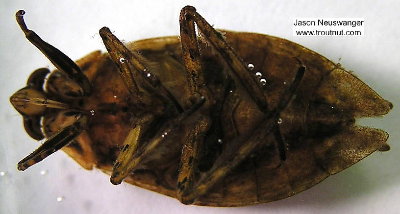 Belostoma flumineum (Electric Light Bug) Giant Water Bug Adult from the Namekagon River in Wisconsin