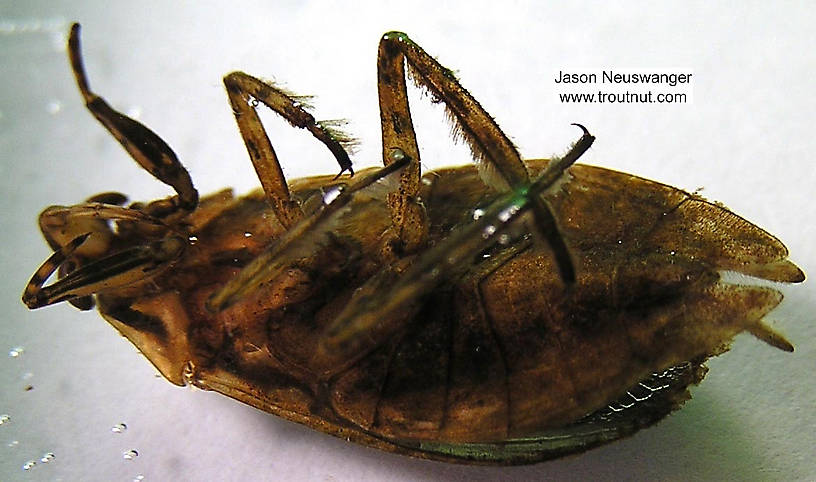 Belostoma flumineum (Electric Light Bug) Giant Water Bug Adult from the Namekagon River in Wisconsin