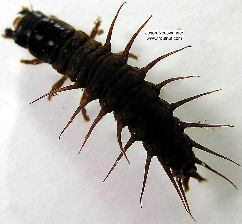 Nigronia serricornis (Fishfly) Hellgrammite Larva from the Namekagon River in Wisconsin