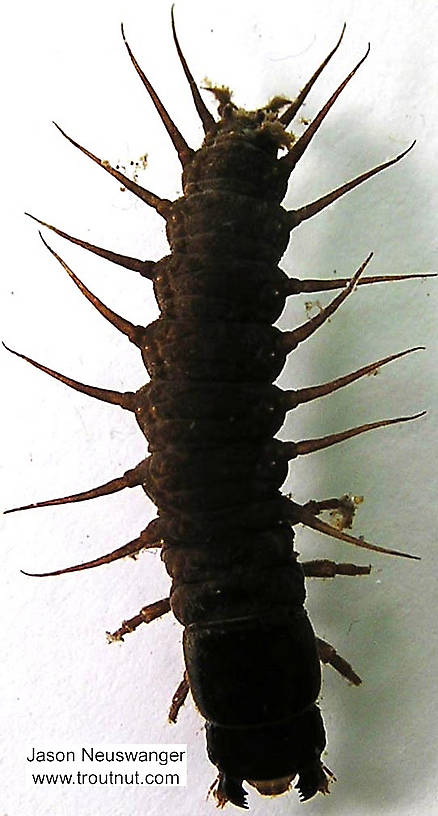 Nigronia serricornis (Fishfly) Hellgrammite Larva from the Namekagon River in Wisconsin