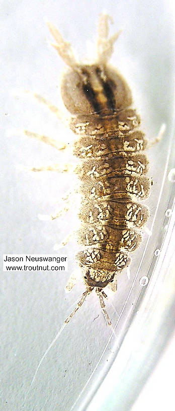 Male Caecidotea (Cress Bugs) Sowbug Adult from the Namekagon River in Wisconsin