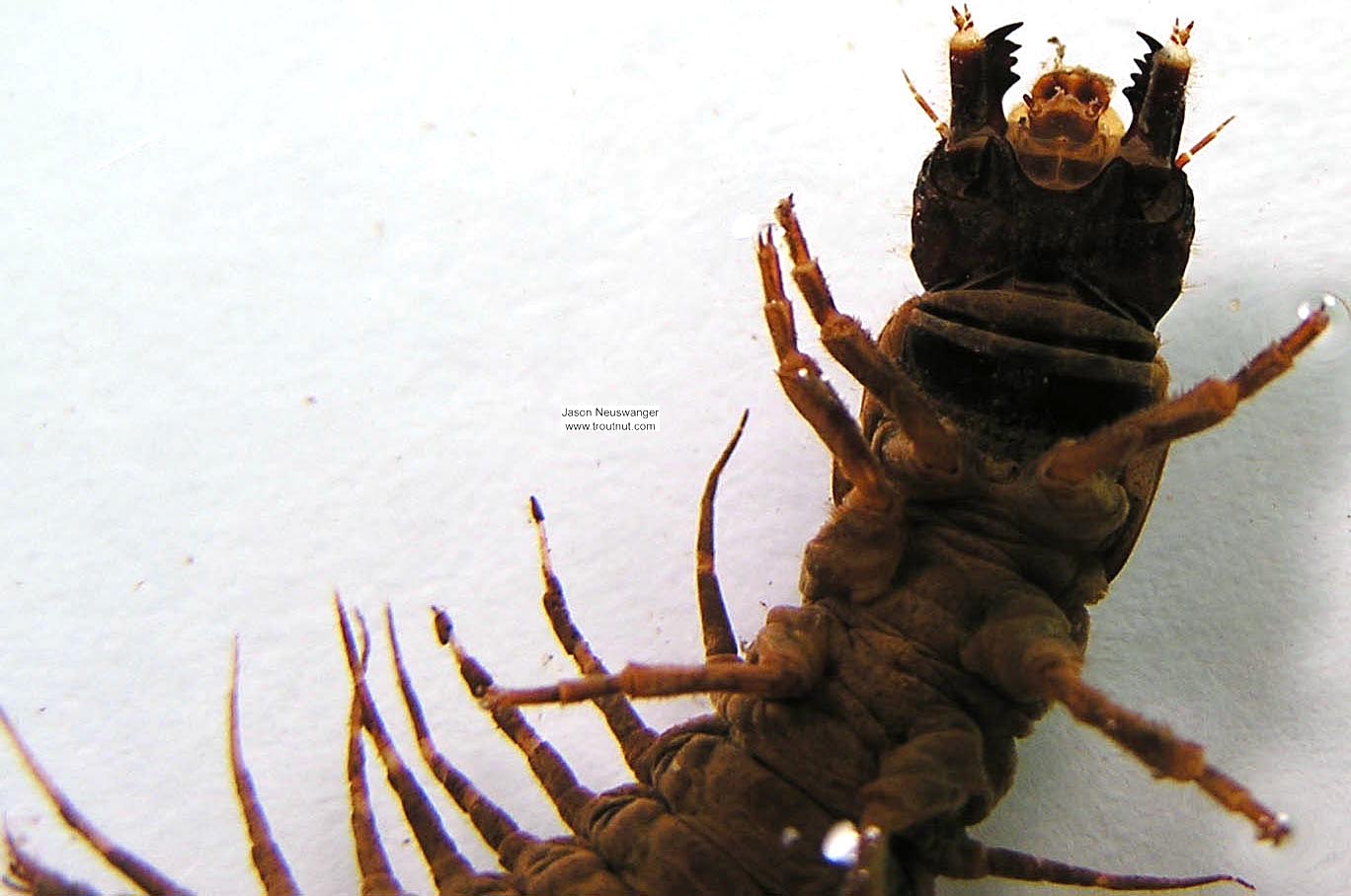 Nigronia serricornis (Fishfly) Hellgrammite Larva from unknown in Wisconsin