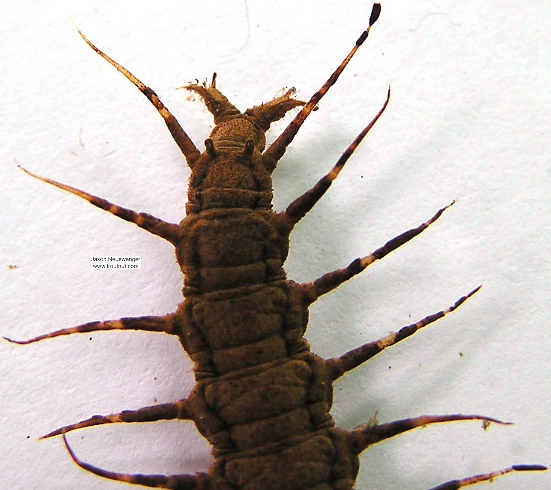 Nigronia serricornis (Fishfly) Hellgrammite Larva from unknown in Wisconsin