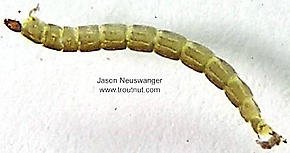 Chironomidae (Midges) True Fly Larva