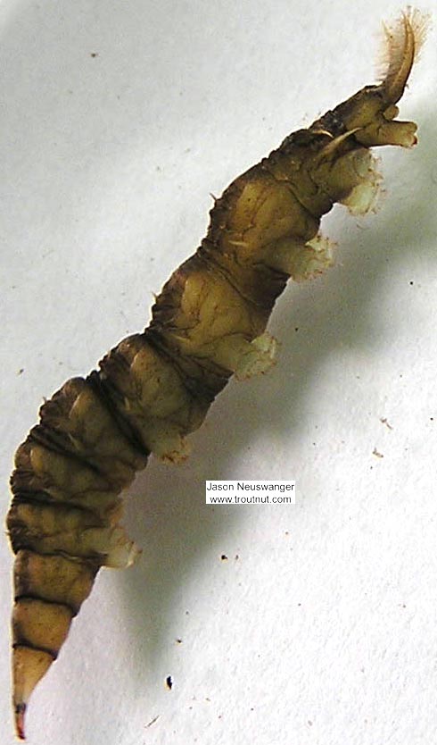 Atherix (Watersnipe Flies) True Fly Larva from unknown in Wisconsin