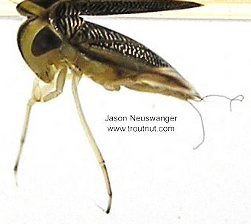True Bug Family Corixidae (Water Boatmen) hatch & pictures