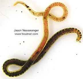Clitelatta-Oligochaeta (Worms) Animal Adult