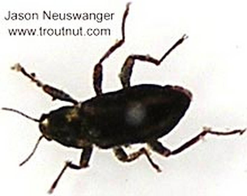 Coleoptera (Beetles) Beetle Adult from unknown in Wisconsin