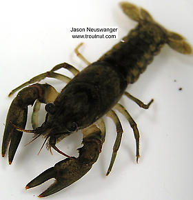 Cambaridae Crayfish Adult from unknown in Wisconsin