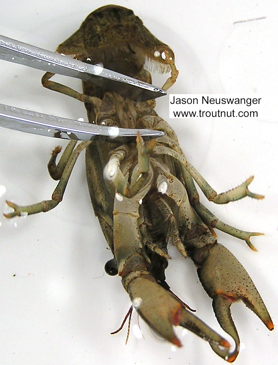 Cambaridae Crayfish Adult from unknown in Wisconsin