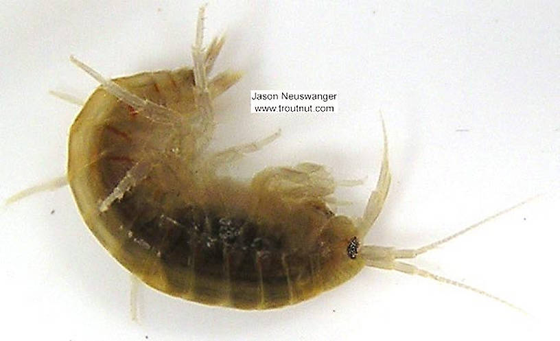 Amphipoda (Scuds) Scud Adult from unknown in Wisconsin