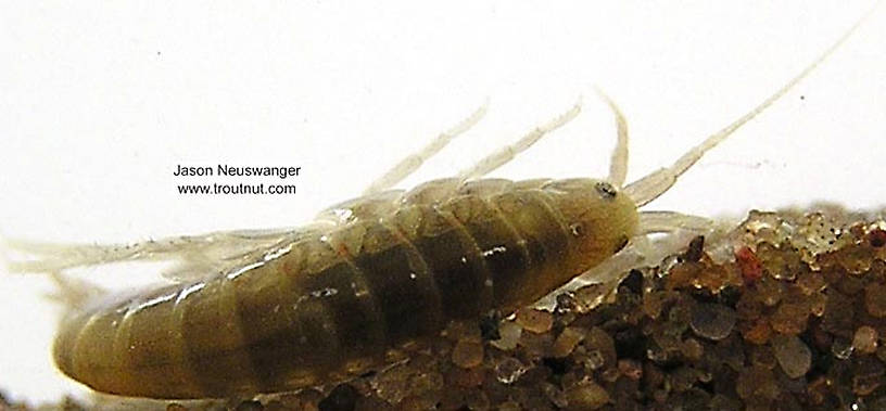Amphipoda (Scuds) Scud Adult from unknown in Wisconsin