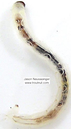 Chironomidae (Midges) Midge Larva from unknown in Wisconsin