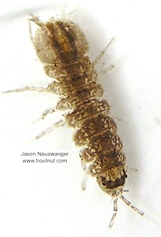 Caecidotea (Cress Bugs) Sowbug Adult from unknown in Wisconsin