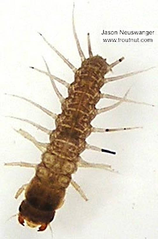 Corydalidae (Hellgrammites) Hellgrammite Larva from unknown in Wisconsin