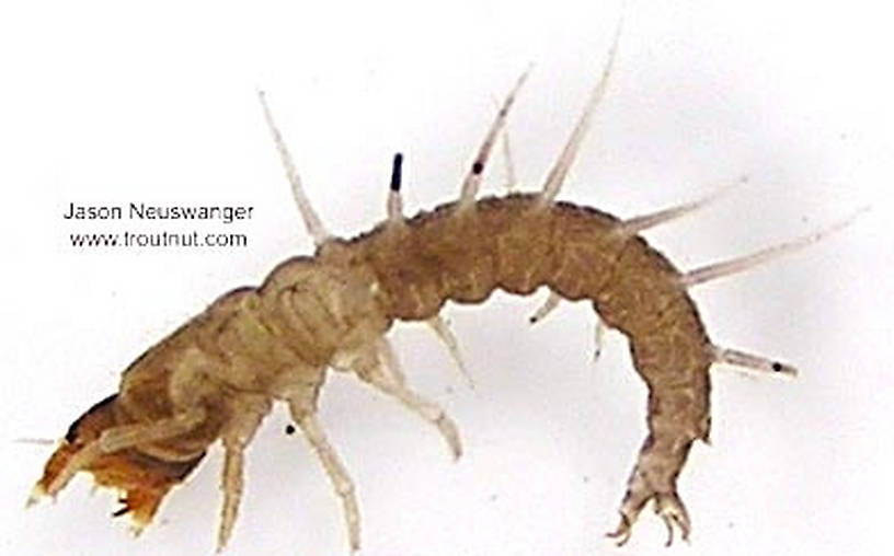 Corydalidae (Hellgrammites) Hellgrammite Larva from unknown in Wisconsin