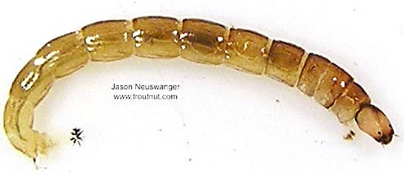 Chironomidae (Midges) Midge Larva from unknown in Wisconsin