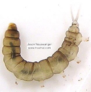 Dicranota True Fly Larva from unknown in Wisconsin