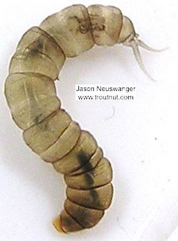 Dicranota True Fly Larva from unknown in Wisconsin