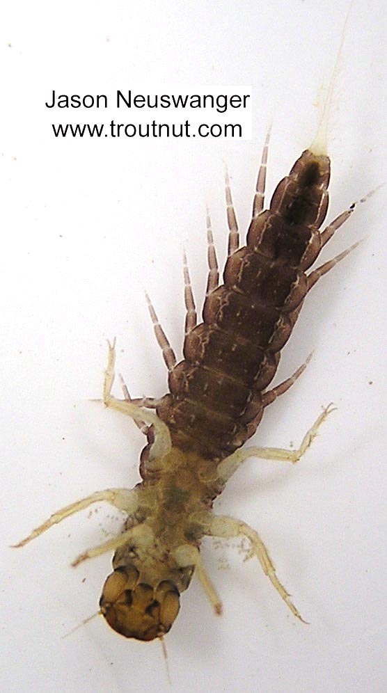 Sialis Alderfly Larva from unknown in Wisconsin