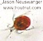 Acari (Mites) Mite Adult from unknown in Wisconsin
