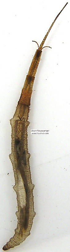 Ptychopteridae (Phantom Crane Flies) Phantom Crane Fly Larva from unknown in Wisconsin