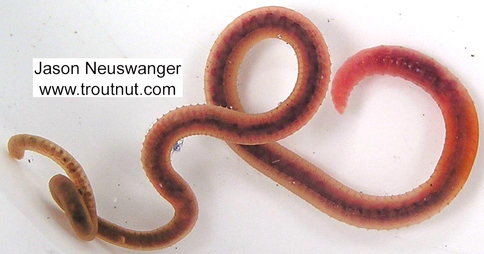 Clitelatta-Oligochaeta (Worms) Worm Adult from unknown in Wisconsin