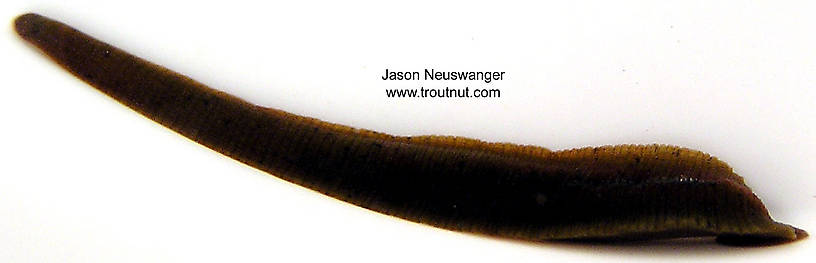 Clitellata-Hirudinae (Leeches) Leech Adult from unknown in Wisconsin